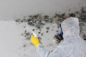 Why You Should Choose Our Mold Remediation Services in Marlinton, WV